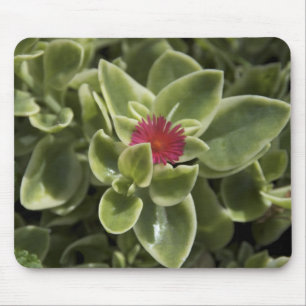 USA, Washington, Woodinville, Fetthenne-Blüte Mousepad