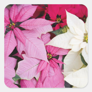 USA, Washington, Woodinville, Kinderzimmer Molbak, Quadratischer Aufkleber