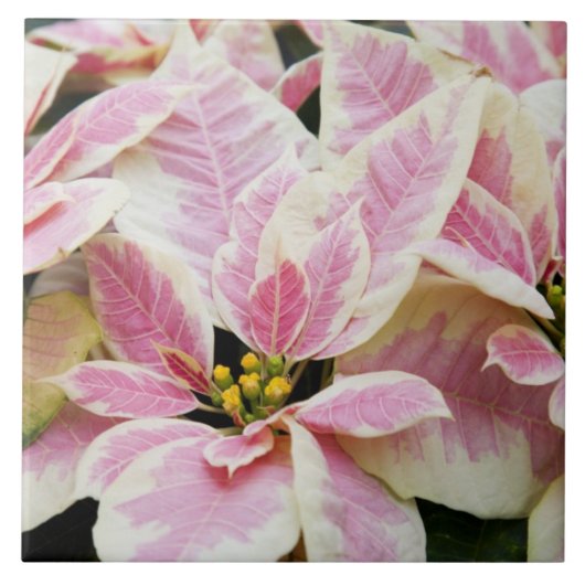 USA, Washington, Woodinville, Molbaks Kinderzimmer Fliese (Vorderseite)