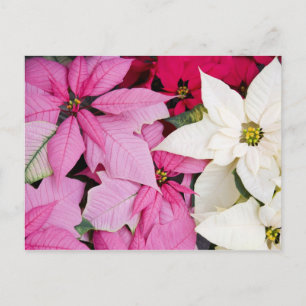 USA, Washington, Woodinville, Molbak's Nursery, 2 Postkarte