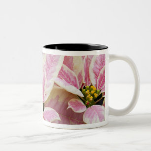 USA, Washington, Woodinville, Molbak's Nursery, Zweifarbige Tasse