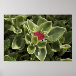 USA, Washington, Woodinville, Sedum Blume Poster