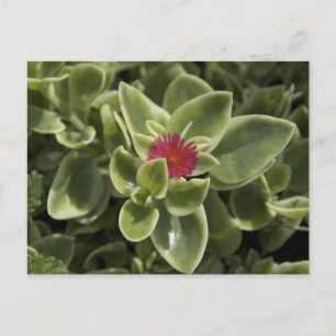 USA, Washington, Woodinville, Sedum Blume Postkarte