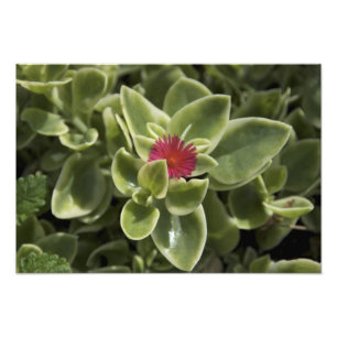 USA, Washington, Woodinville, Sedum-Blüte Fotodruck