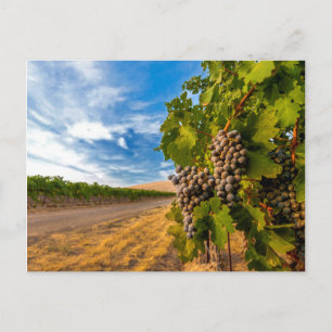 USA, Washington, Yakima Valley. Merlot Trauben Postkarte