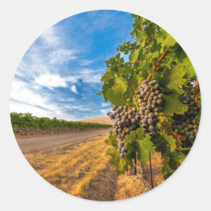 USA, Washington, Yakima Valley. Merlot-Trauben Runder Aufkleber