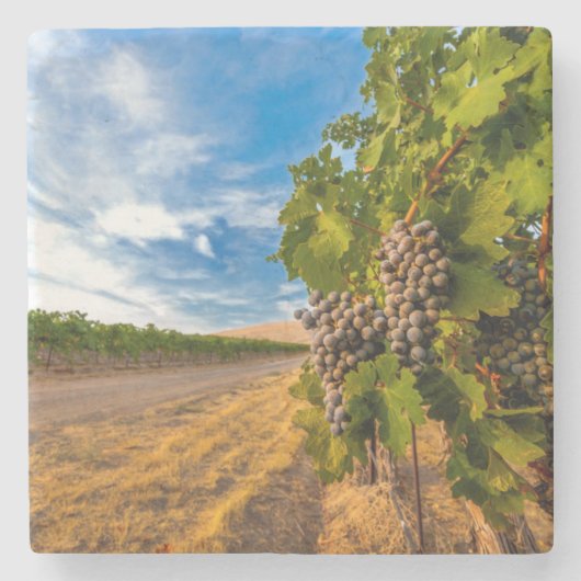 USA, Washington, Yakima Valley. Merlot-Trauben Steinuntersetzer (Vorderseite)