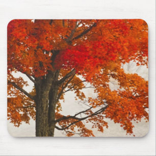 USA, West Virginia, Davis. Rotahorn-Ahorn im Herbs Mousepad