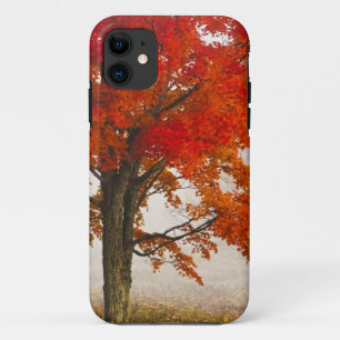 USA, West Virginia, Davis. Rotapfel im Herbst iPhone 11 Hülle