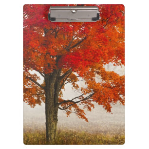 USA, West Virginia, Davis. Rotapfel im Herbst Klemmbrett