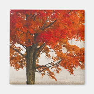 USA, West Virginia, Davis. Rotapfel im Herbst Magnet