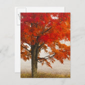 USA, West Virginia, Davis. Rotapfel im Herbst Postkarte (Vorne/Hinten)