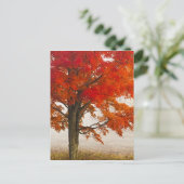 USA, West Virginia, Davis. Rotapfel im Herbst Postkarte (Stehend Vorderseite)