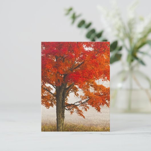 USA, West Virginia, Davis. Rotapfel im Herbst Postkarte (Stehend Vorderseite)