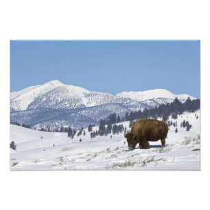 USA, WY, Yellowstone NP, American Bison Bison Fotodruck