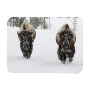 USA, WY, Yellowstone NP, American Bison (Bison) Magnet