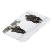 USA, WY, Yellowstone NP, American Bison (Bison) Magnet (Linke Seite)