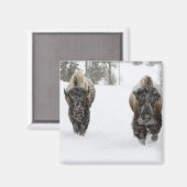 USA, WY, Yellowstone NP, American Bison (Bison) Magnet (Vorderseite/Rückseite)
