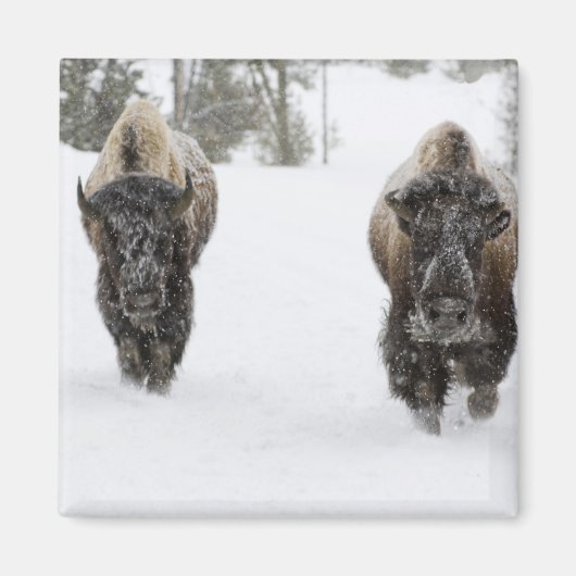 USA, WY, Yellowstone NP, American Bison (Bison) Magnet (Vorne)