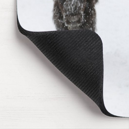 USA, WY, Yellowstone NP, American Bison (Bison) Mousepad (Ecke)