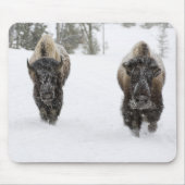 USA, WY, Yellowstone NP, American Bison (Bison) Mousepad (Vorne)
