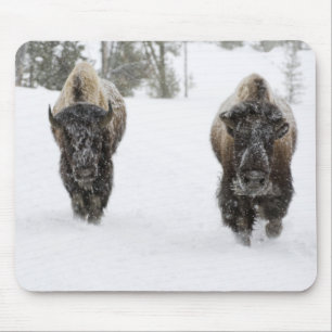 USA, WY, Yellowstone NP, American Bison (Bison) Mousepad