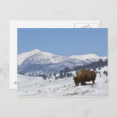 USA, WY, Yellowstone NP, American Bison Bison Postkarte (Vorne/Hinten)