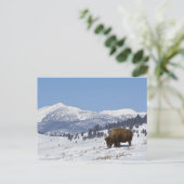 USA, WY, Yellowstone NP, American Bison Bison Postkarte (Stehend Vorderseite)