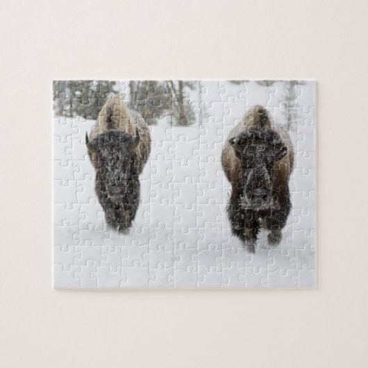 USA, WY, Yellowstone NP, American Bison (Bison) Puzzle (Horizontal)