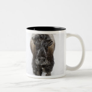 USA, WY, Yellowstone NP, Amerikanischer Bison (Bis Zweifarbige Tasse