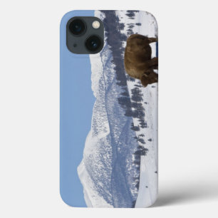 USA, WY, Yellowstone NP, Amerikanischer Bison Biso Case-Mate iPhone Hülle