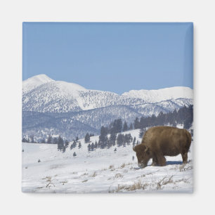 USA, WY, Yellowstone NP, Amerikanischer Bison Biso Magnet