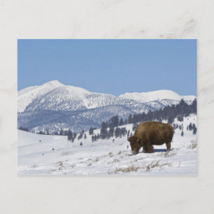 USA, WY, Yellowstone NP, Amerikanischer Bison Biso Postkarte