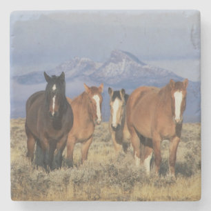 USA, Wyoming, bei Cody Gruppe von Pferden Steinuntersetzer