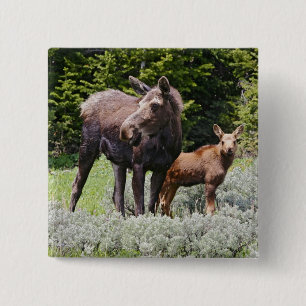 USA, Wyoming, Bighorn Mountains, Elch Alces Button