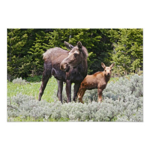 USA, Wyoming, Bighorn Mountains, Elch Alces Fotodruck