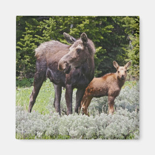 USA, Wyoming, Bighorn Mountains, Elch Alces Magnet