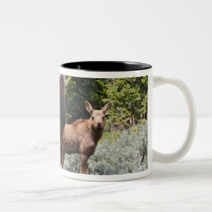 USA, Wyoming, Bighorn Mountains, Elch Alces Zweifarbige Tasse