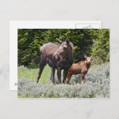 USA, Wyoming, Bighorn Mountains, Elche Alces Postkarte (Vorne/Hinten)