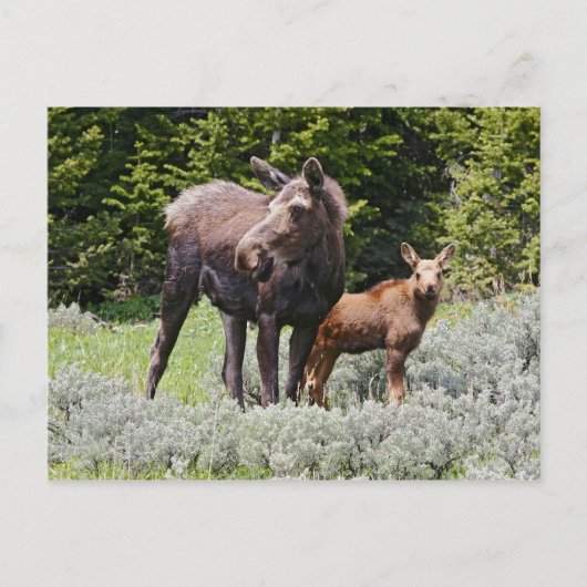 USA, Wyoming, Bighorn Mountains, Elche Alces Postkarte (Vorderseite)