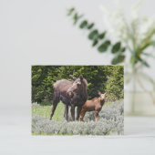 USA, Wyoming, Bighorn Mountains, Elche Alces Postkarte (Stehend Vorderseite)