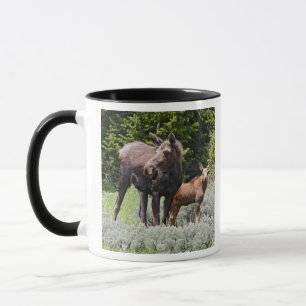 USA, Wyoming, Bighorn Mountains, Elche Alces Tasse