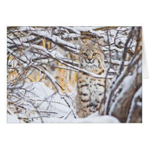 USA, Wyoming, Bobcat