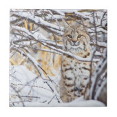 USA, Wyoming, Bobcat Fliese (Vorderseite)