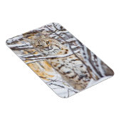 USA, Wyoming, Bobcat Magnet (Rechte Seite)
