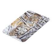 USA, Wyoming, Bobcat Magnet (Linke Seite)