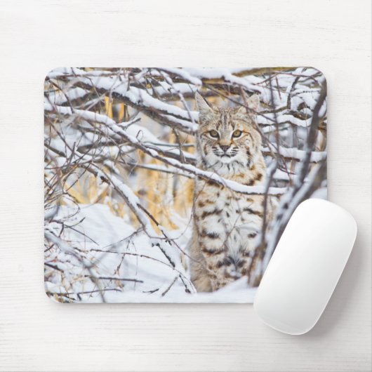 USA, Wyoming, Bobcat Mousepad (Mit Mouse)