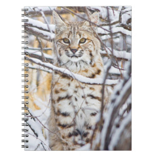 USA, Wyoming, Bobcat Notizblock