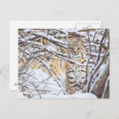 USA, Wyoming, Bobcat Postkarte (Vorne/Hinten)