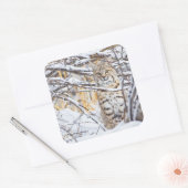 USA, Wyoming, Bobcat Quadratischer Aufkleber (Umschlag)